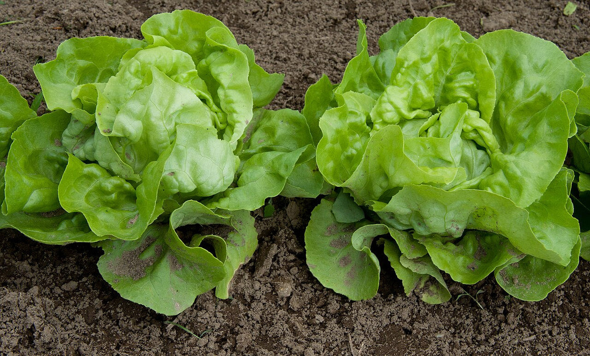 Two compact green butterhead lettuce heads growing in soil
