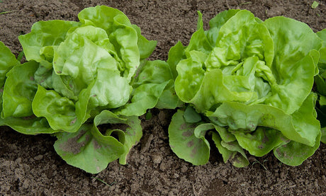 Two compact green butterhead lettuce heads growing in soil