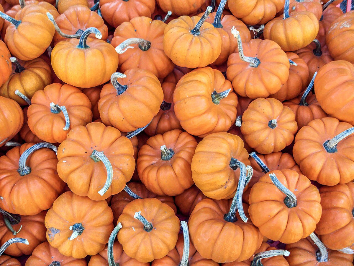 Small ribbed orange pumpkins grouped together