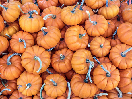 Small ribbed orange pumpkins grouped together