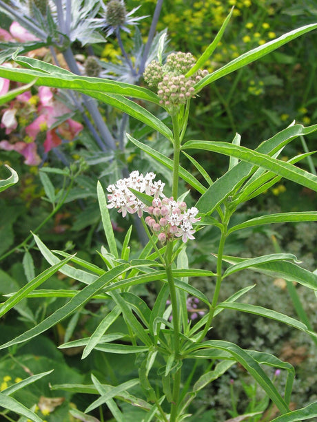 Narrowleaf milkweed with slim leaves and pale flower clusters
