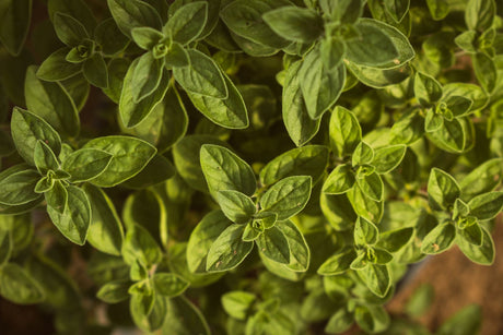Fresh green oregano leaves growing in sunlight
