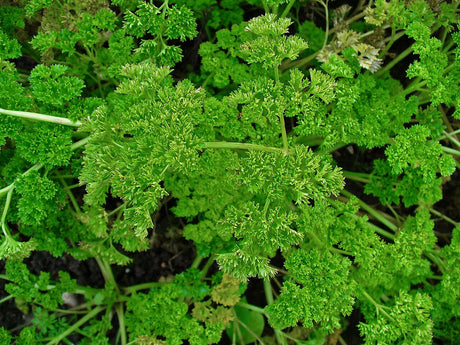 Dense curly parsley foliage