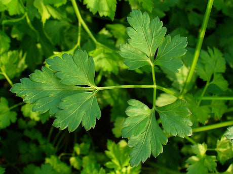 Flat parsley leaves growing on green stems