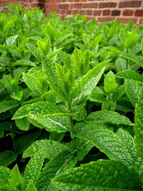 A bed of peppermint with green toothed leaves