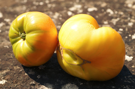 Two whole large ribbed yellow-orange beefsteak tomatoes, with green shoulder and naturally healed fruit scars.