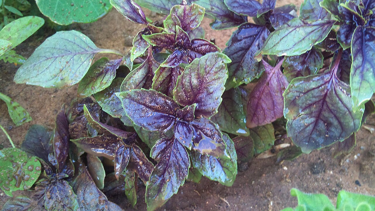 Purple basil leaves clustered around growing tips