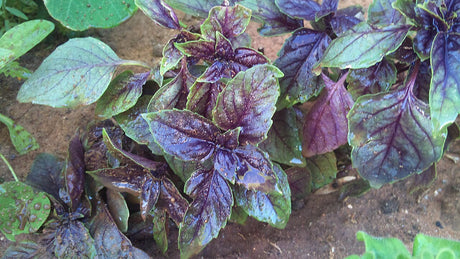 Purple basil leaves clustered around growing tips
