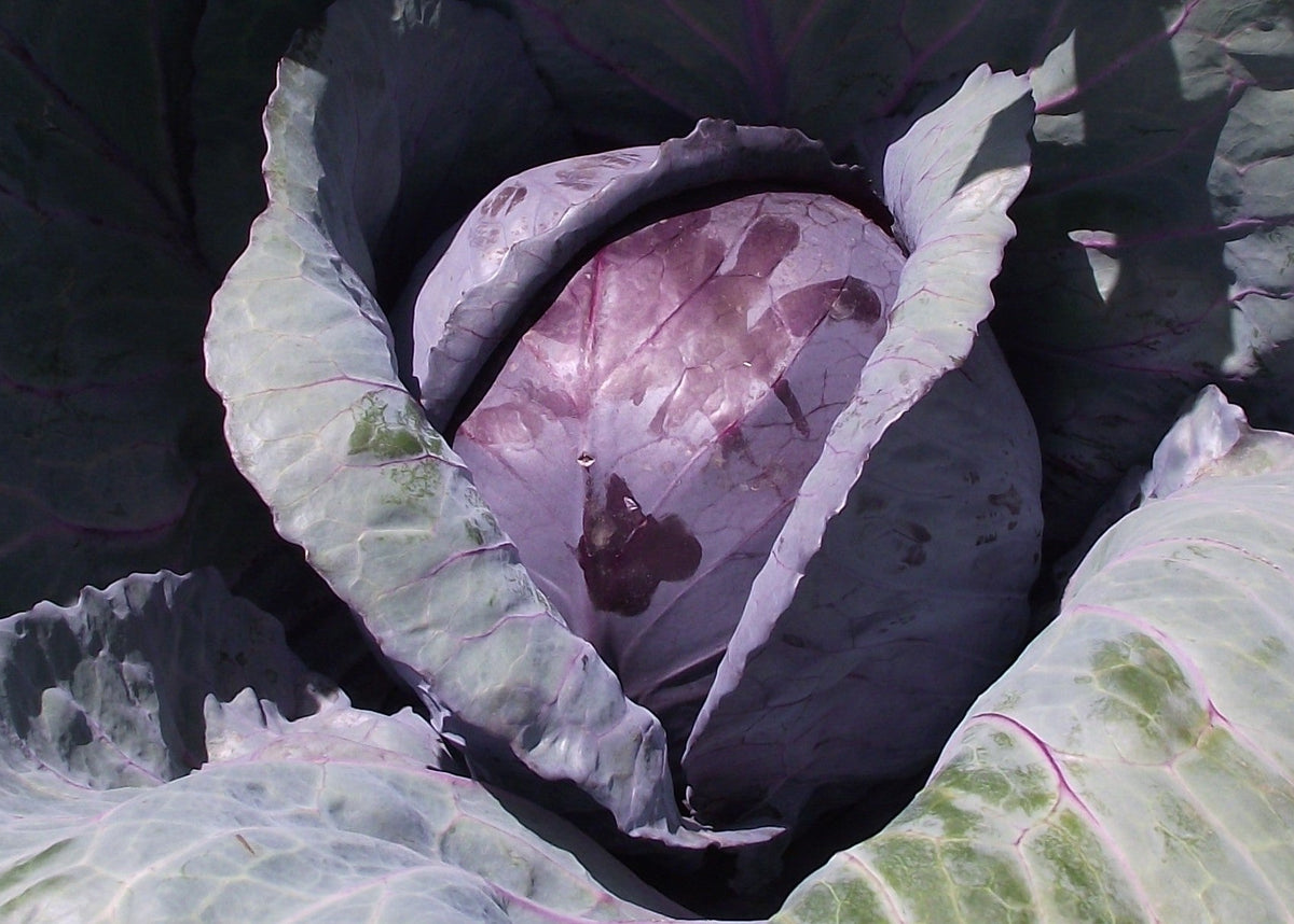 A true red/purple heading cabbage with a tight round head and broad wrapper leaves