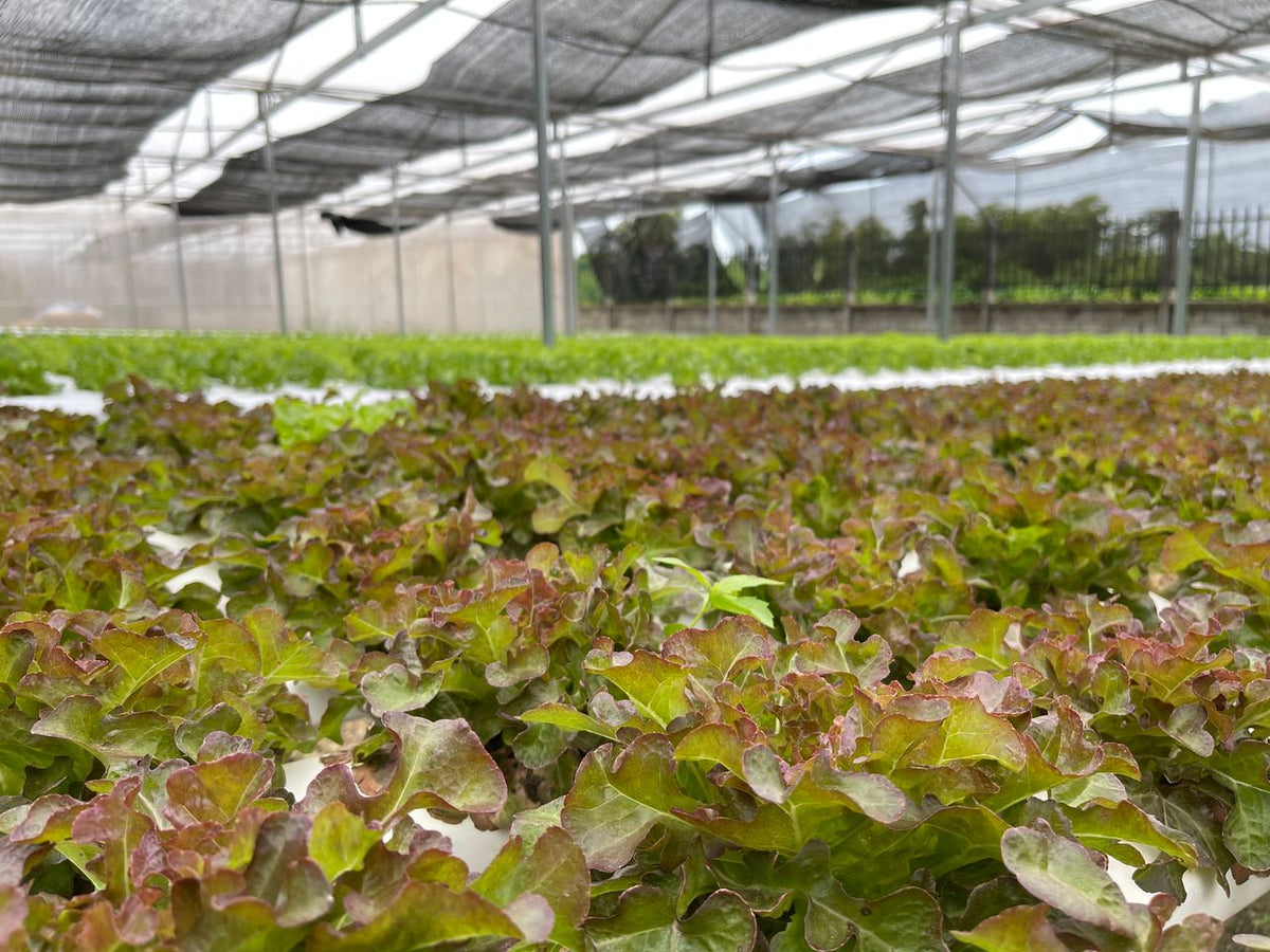 Red/bronze oakleaf lettuce with green bases and rounded lobed leaves, growing in a hydroponic greenhouse under shade cloth.