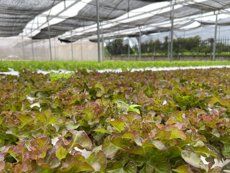 Red/bronze oakleaf lettuce with green bases and rounded lobed leaves, growing in a hydroponic greenhouse under shade cloth.