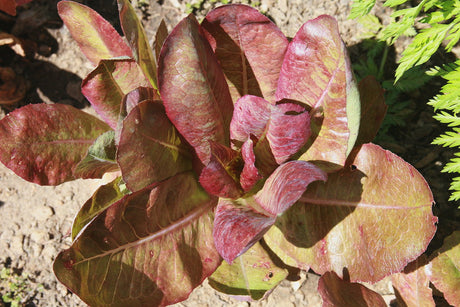 Upright red-bronze romaine leaves growing in garden soil