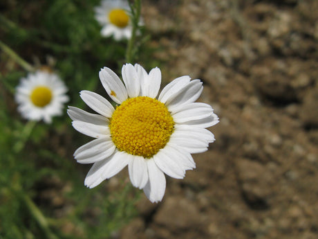 A white-petaled Roman chamomile flower with a yellow center