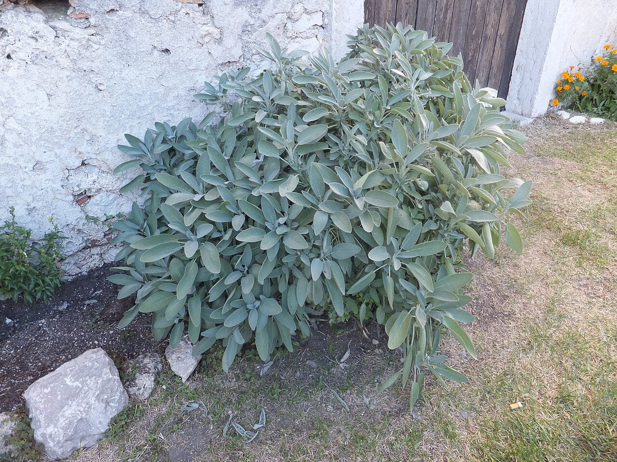 Healthy silver-green culinary sage plant growing beside a stone wall