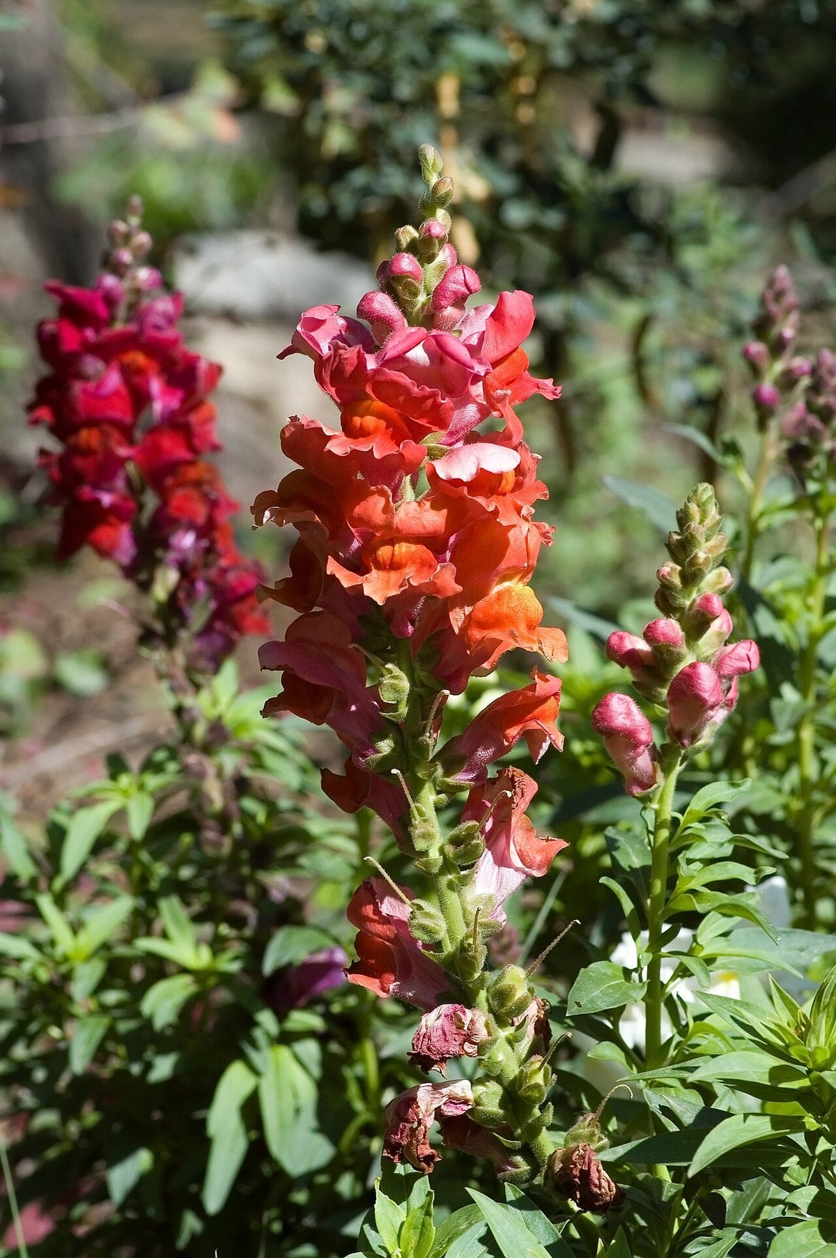 Mixed red and orange snapdragon flower spikes