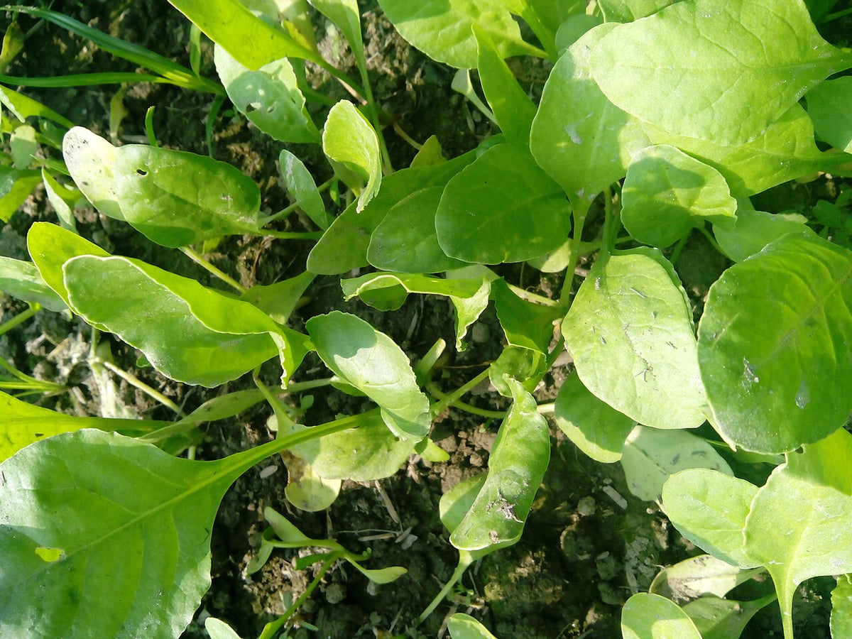 Healthy green spinach leaves growing in a garden bed
