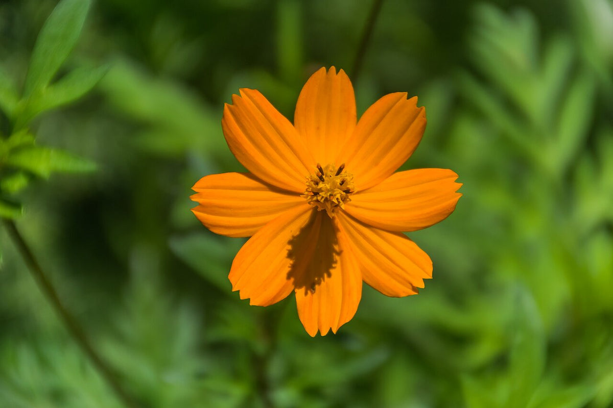 A vivid orange sulphur cosmos flower