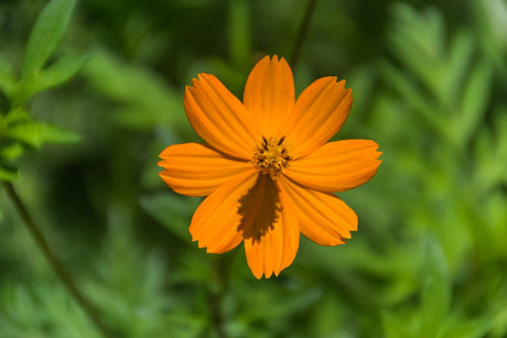 A vivid orange sulphur cosmos flower