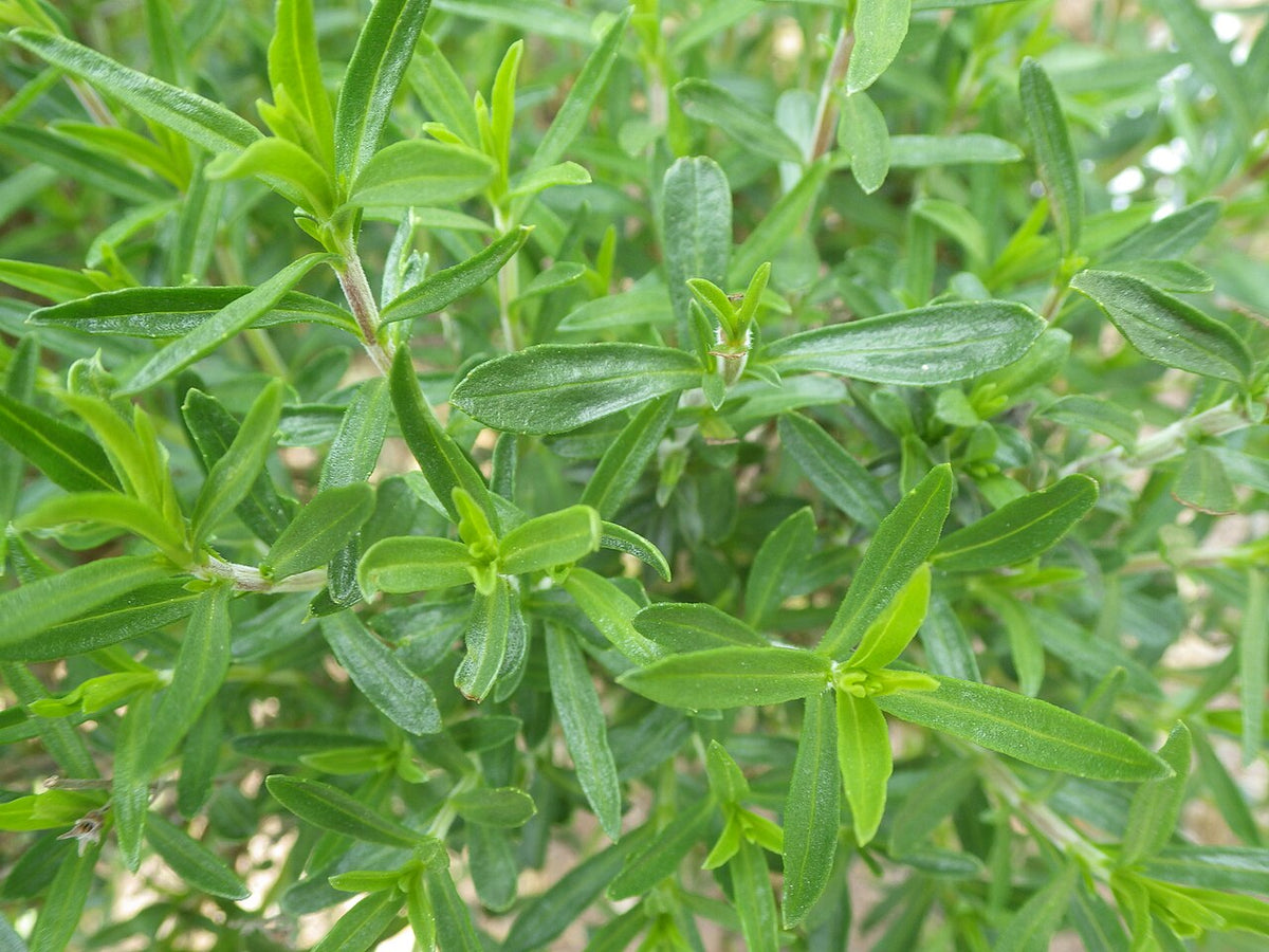 Narrow green summer savory leaves on upright stems