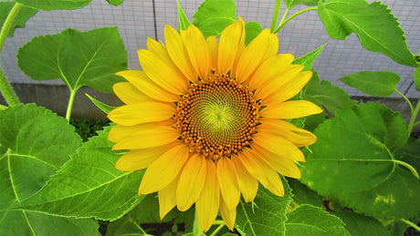 A yellow sunflower head surrounded by green leaves