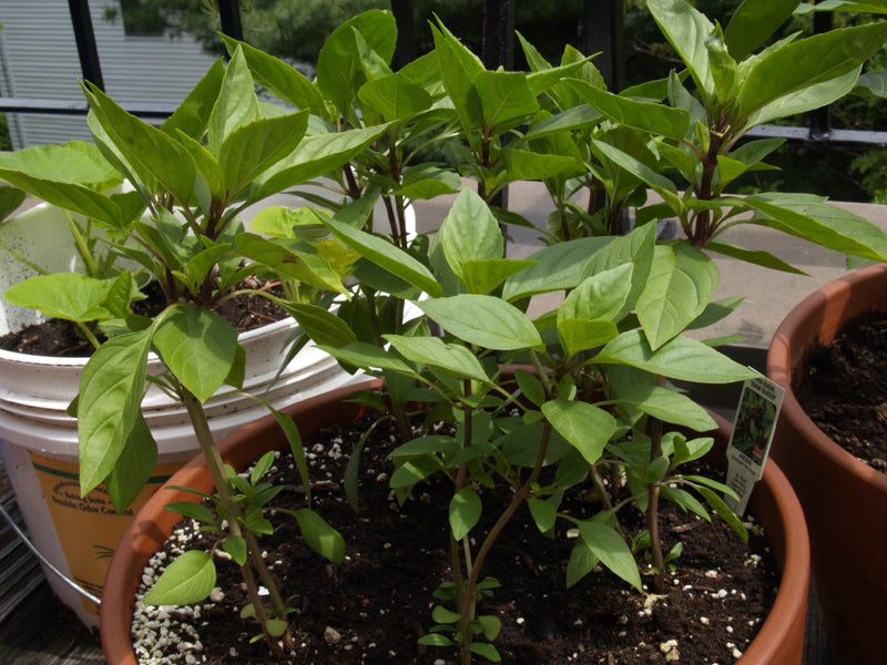 Basil growing in a container with green leaves and purple stems