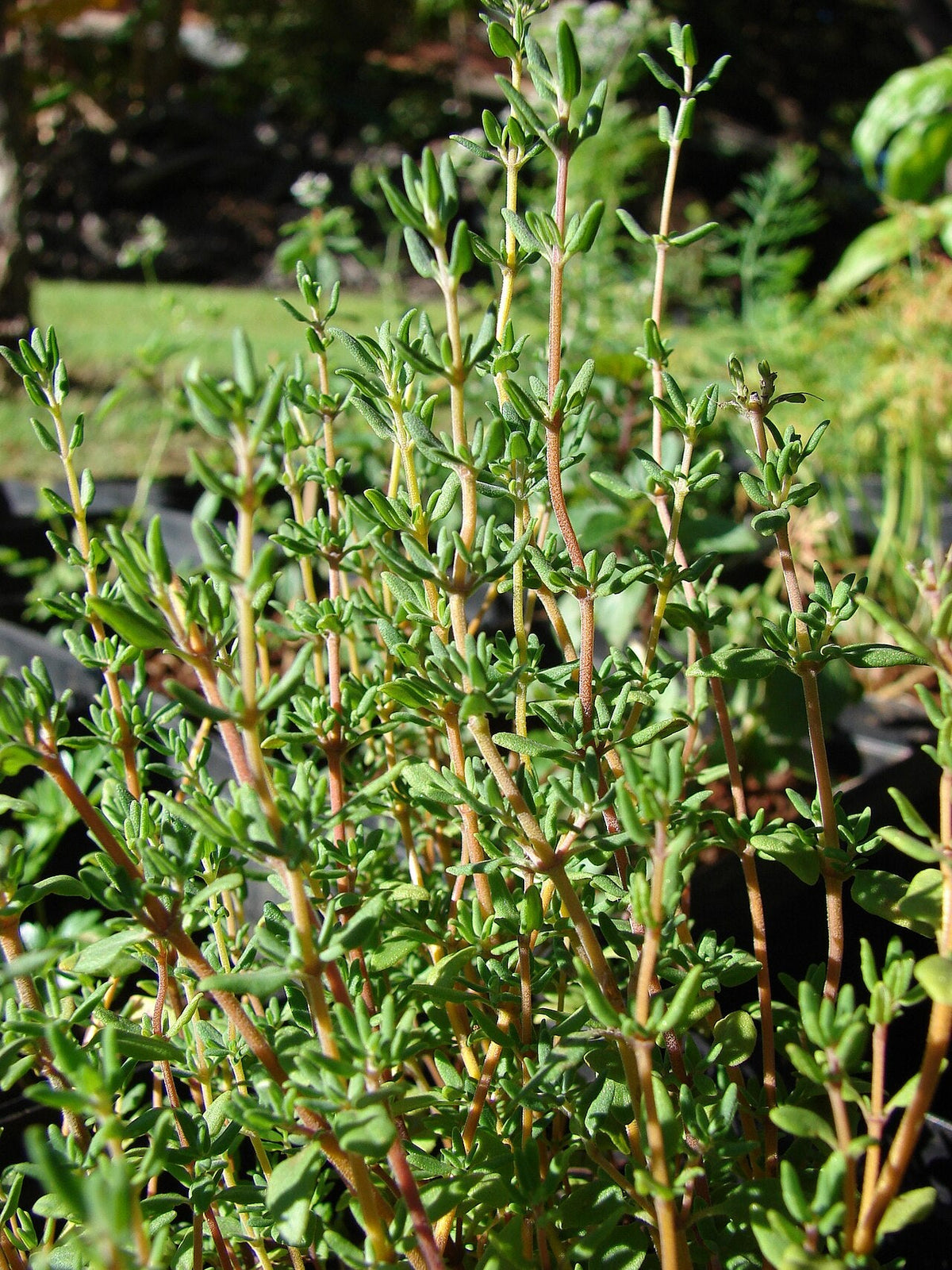 An established thyme plant with small narrow leaves