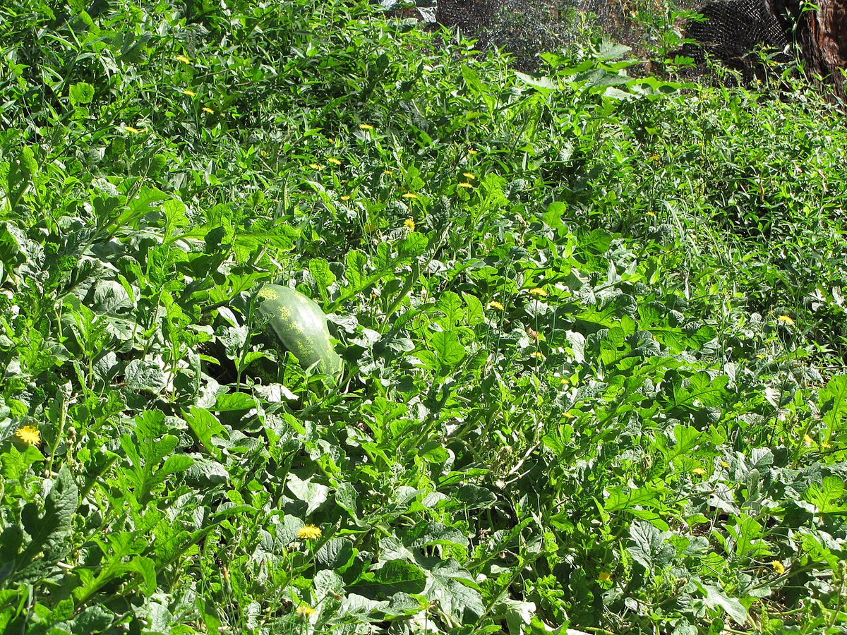 Watermelon vines spreading across a garden planting