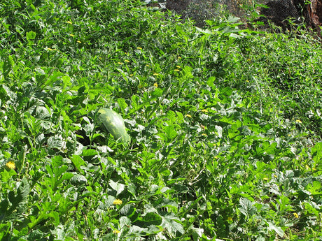 Watermelon vines spreading across a garden planting