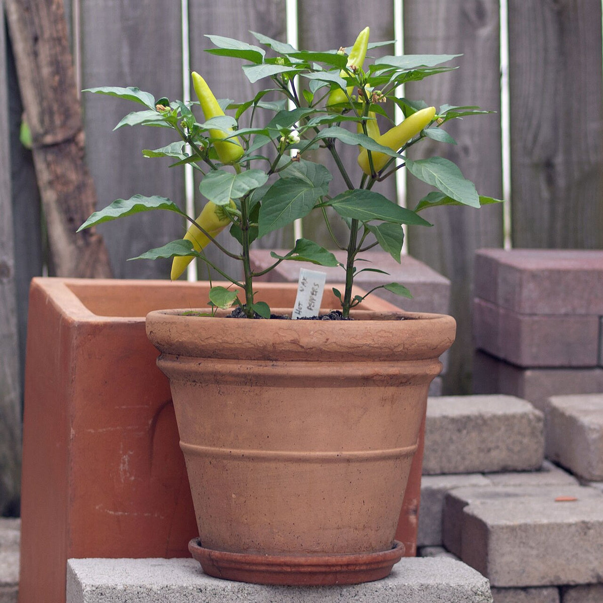 Pale yellow Hungarian wax peppers growing on a potted plant