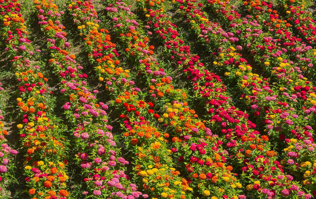 Rows of pink, red, orange, and yellow double zinnias growing in a garden