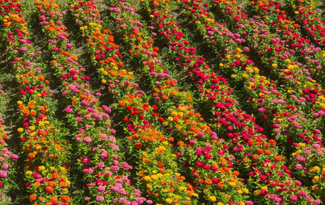 Rows of pink, red, orange, and yellow double zinnias growing in a garden