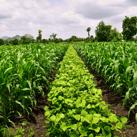 How Does Crop Rotation Control Pests - Gardeners Basics