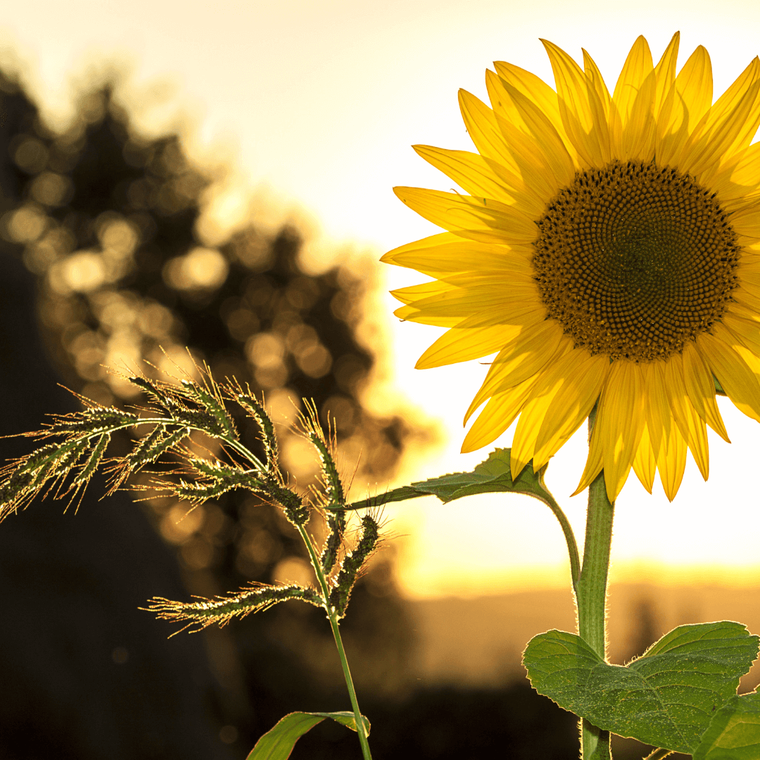 How Late Can You Plant Sunflower Seeds, Timing is Key
