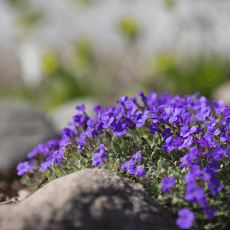 How to Care for Rockcress: A Comprehensive Guide