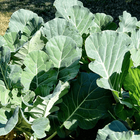 How to Grow Collard Greens from Seeds