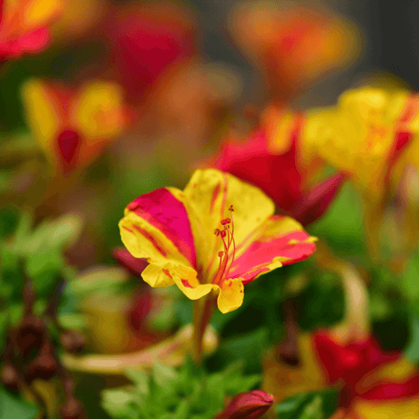 How to Grow Four O'Clocks (Mirabilis Jalapa) from Seed: An In-Depth Step-by-Step Guide