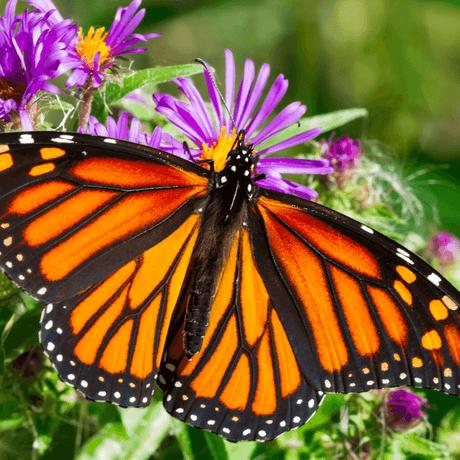 Plants that Attract Butterflies For Your Flower Garden