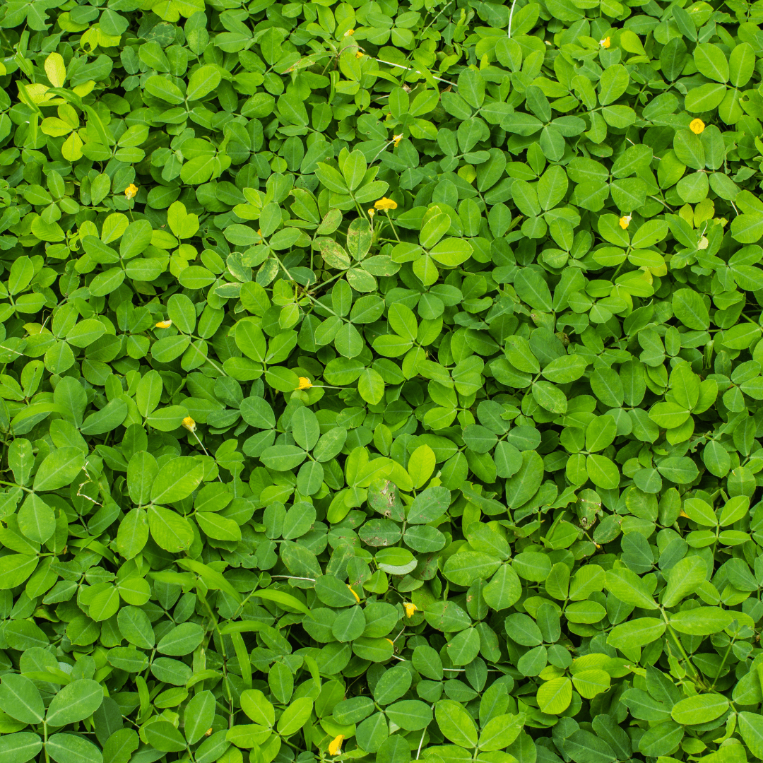 What is Cover Cropping For Gardens