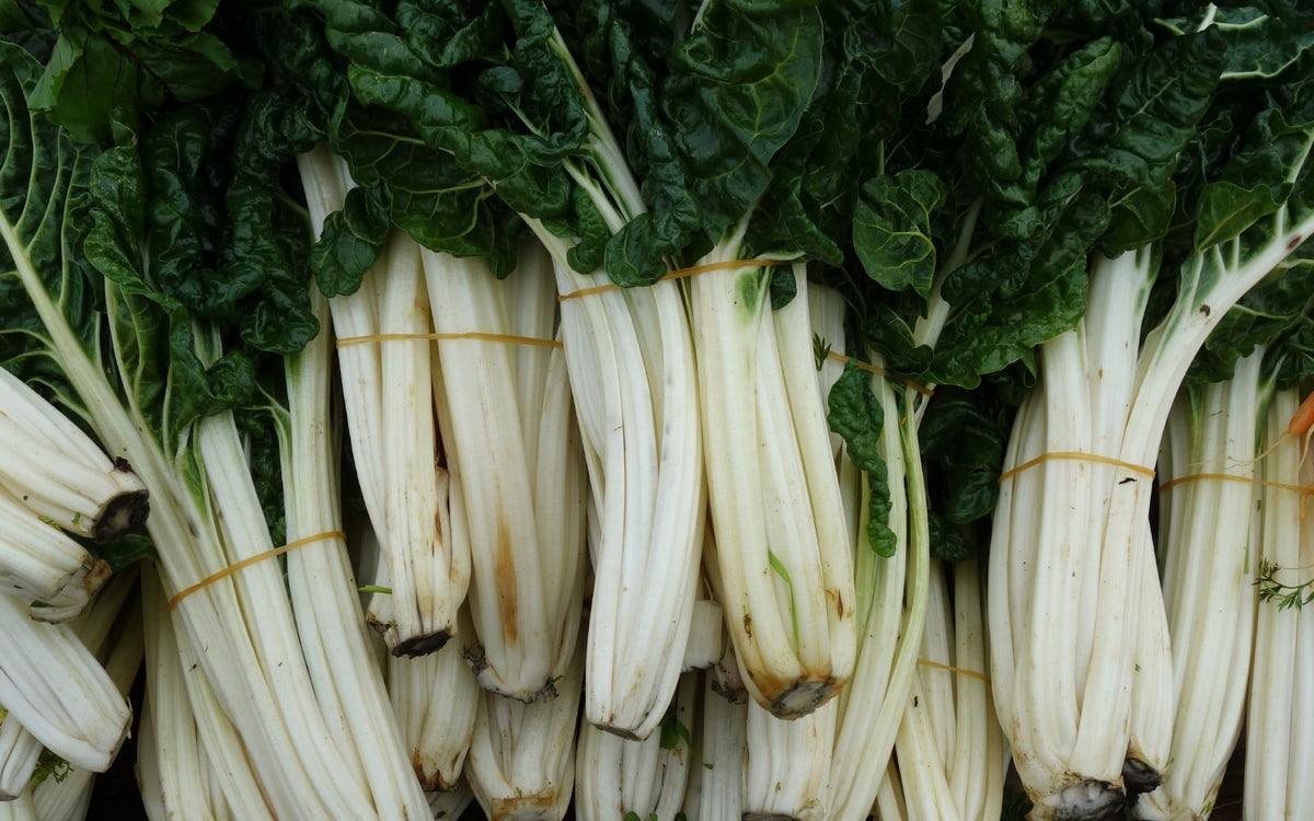 Harvested white-stemmed Swiss chard with broad green leaves