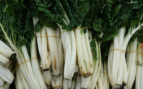 Harvested white-stemmed Swiss chard with broad green leaves