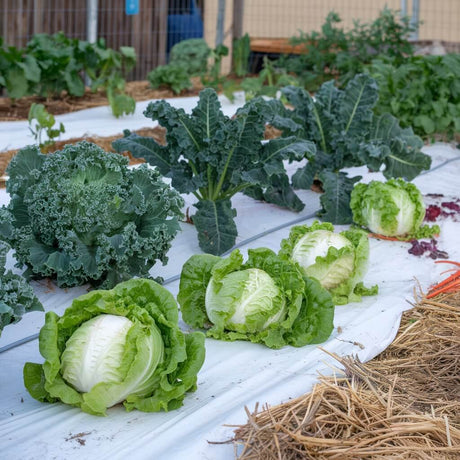 13 Fastest Growing Vegetable Crops For Your Winter Garden