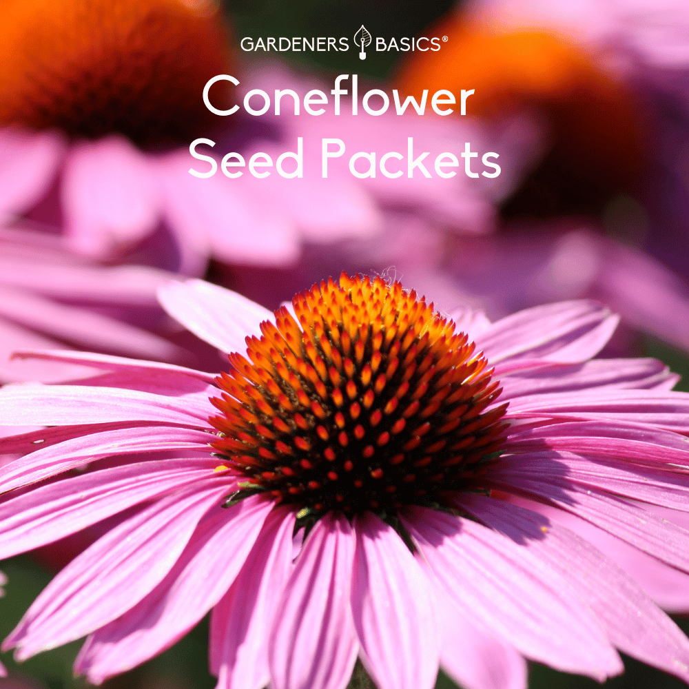Coneflower Seeds for Planting Attract Pollinators To Your Garden
