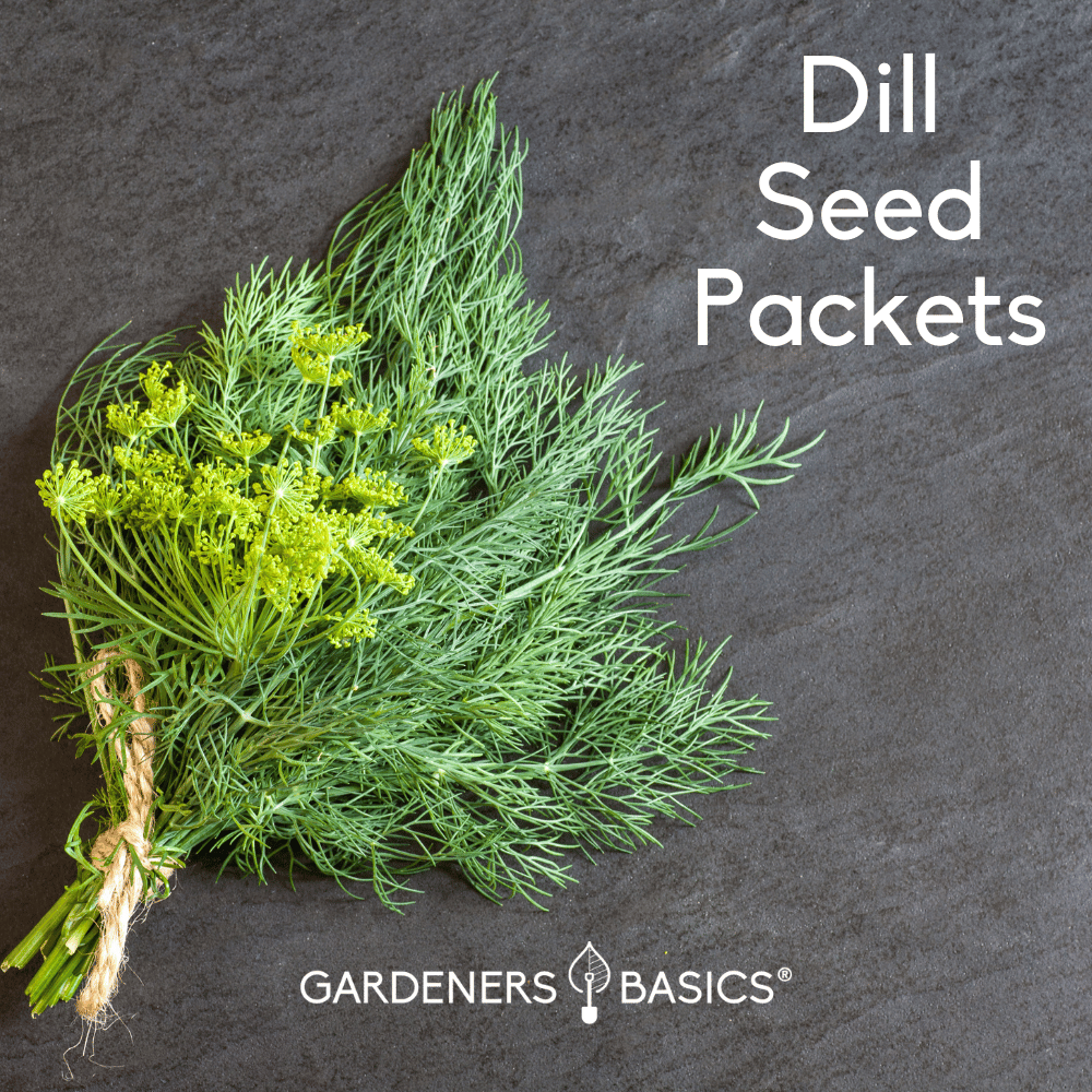 Dill Seeds for Planting Unleash the Power of this Aromatic Herb