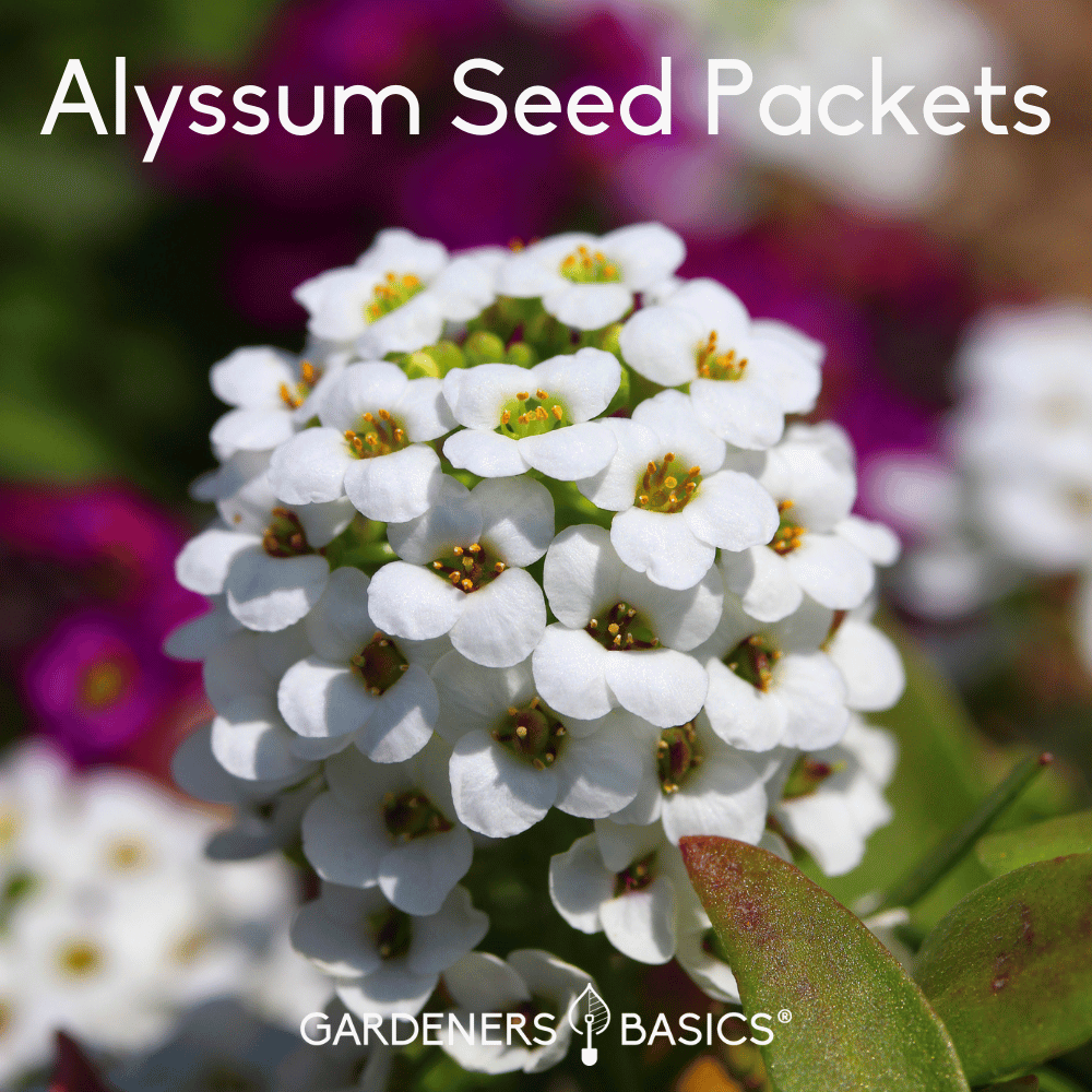 Sweet Alyssum Flower Seeds for Planting A Guide to Growing Alyssum