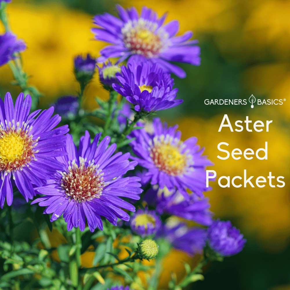 Buy Aster Seeds Online - Fast Shipping and Guaranteed Germination