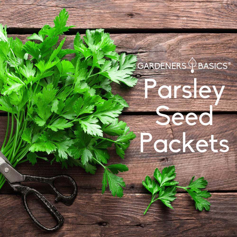 Parsley Seeds for Planting Unleash the Power of Natures Versatile Herb
