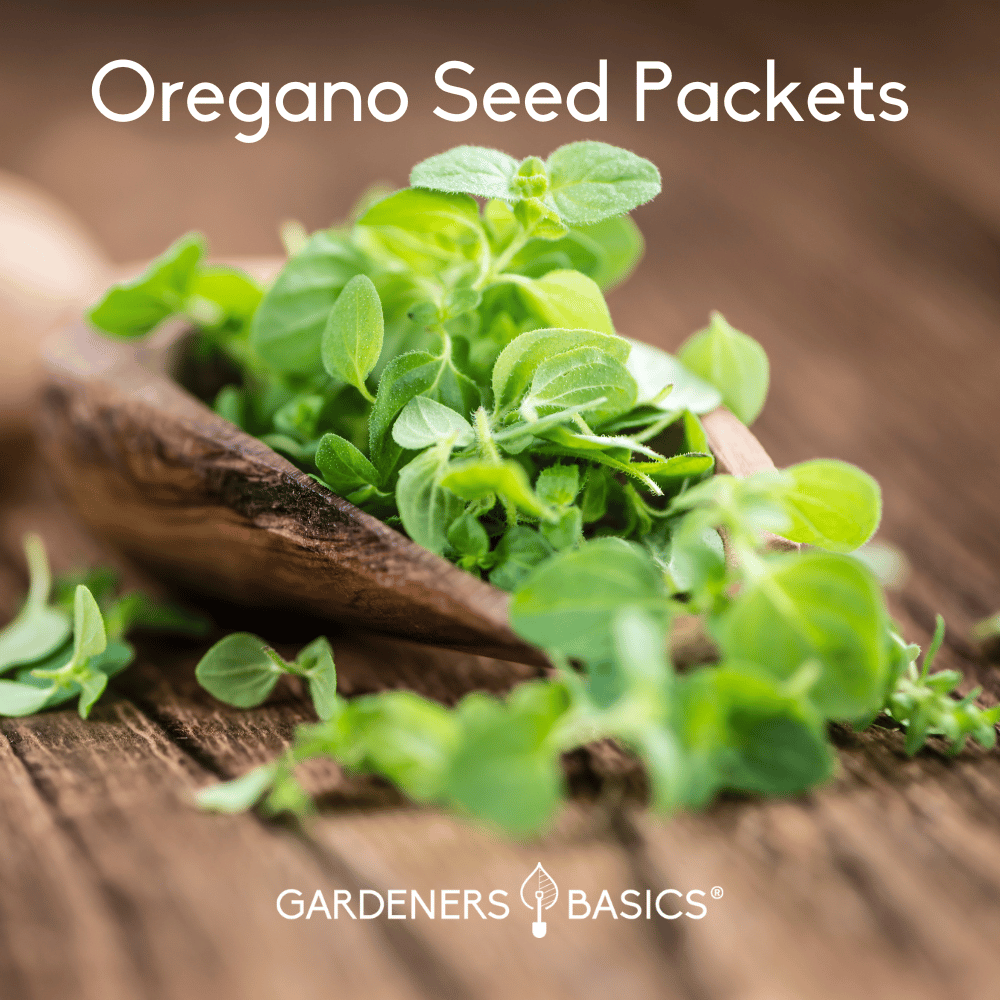 Oregano Seeds for Planting Perfect for Indoor & Outdoor Gardens