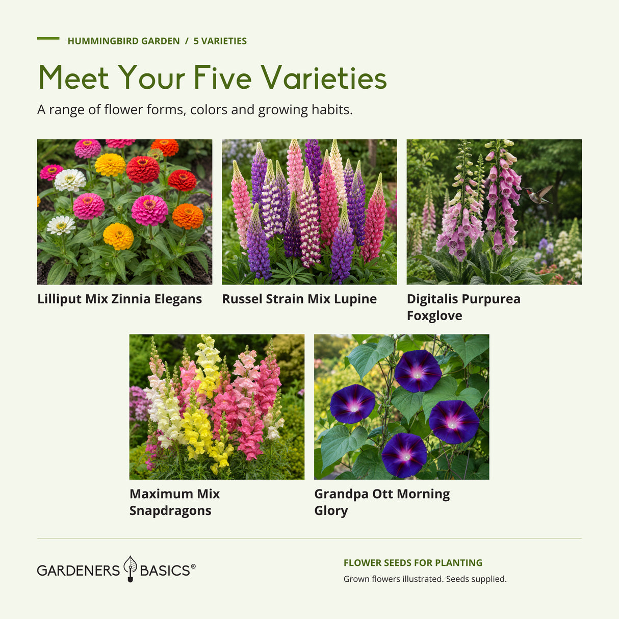 Five included varieties illustrated: Lilliput Mix Zinnia Elegans, Russel Strain Mix Lupine, Digitalis Purpurea Foxglove, Maximum Mix Snapdragons and Grandpa Ott Morning Glory.