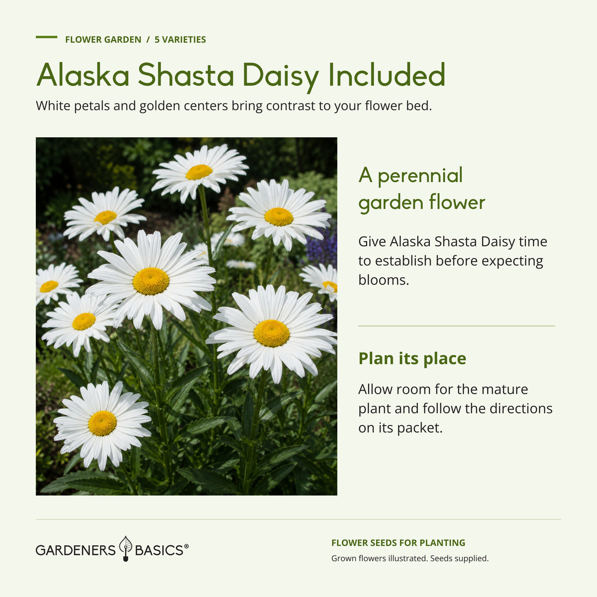 Alaska Shasta Daisy with white petals and golden centers, plus guidance to allow this perennial time to establish.