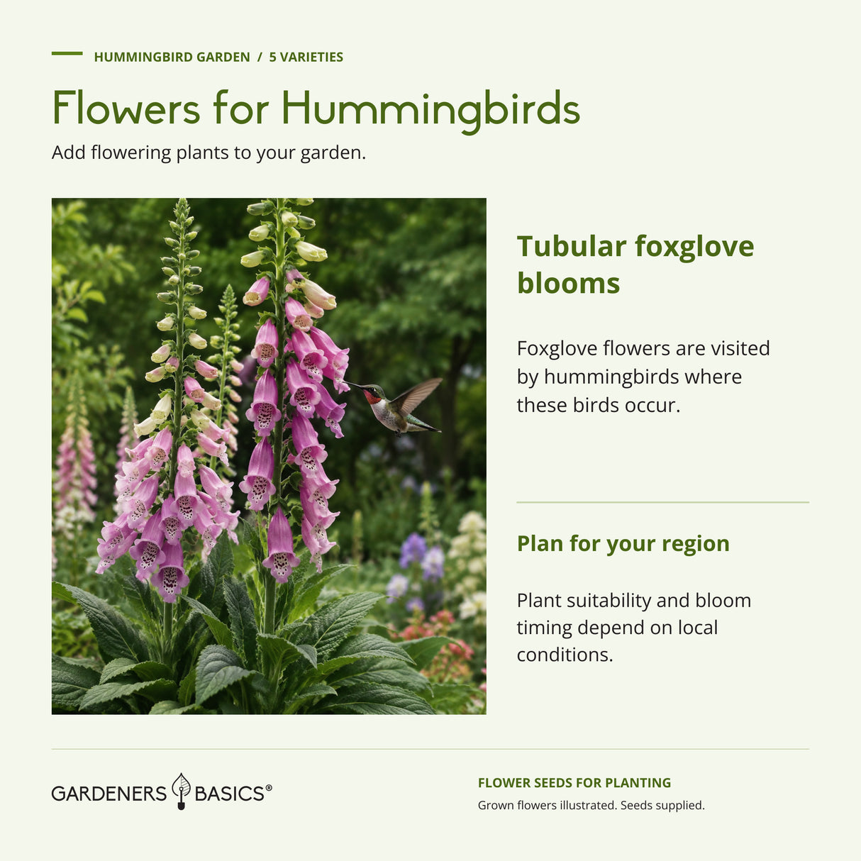A hummingbird visiting illustrated foxglove flowers, with guidance to consider local growing conditions and bloom timing.